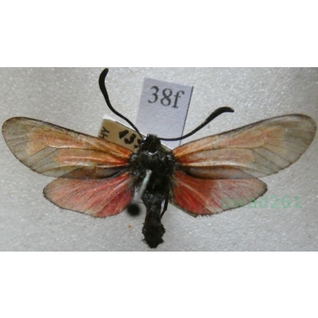 Zygaena osterodensis Reiss, 1921 Czech38f